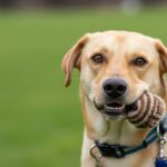 Denver Attorneys Offer Advice On Proving Negligence In Dog Attacks